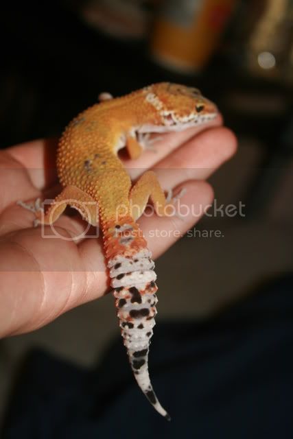 geckos037.jpg