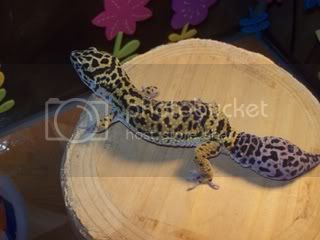 geckos4047.jpg