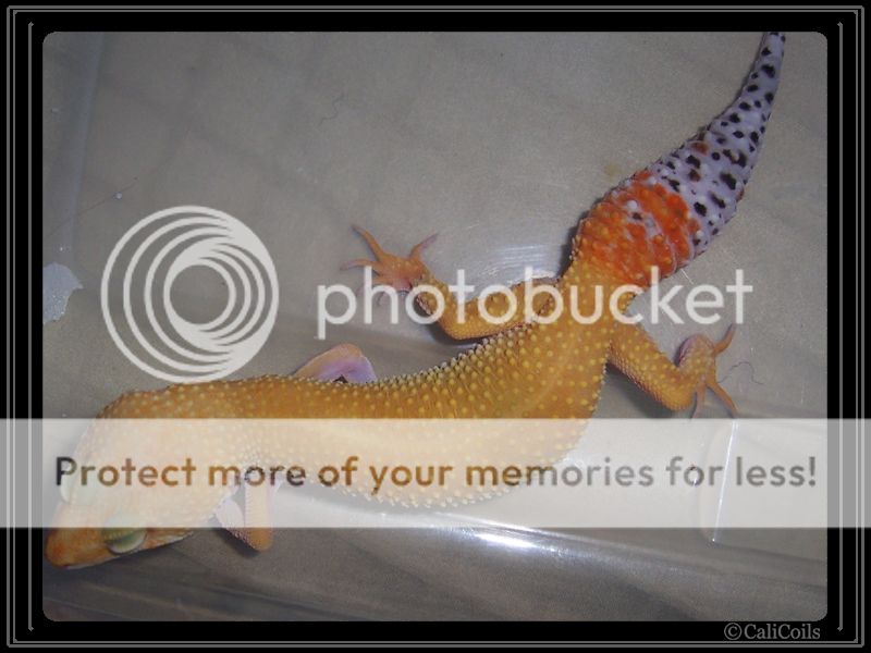 Gecko-TangerineB.jpg