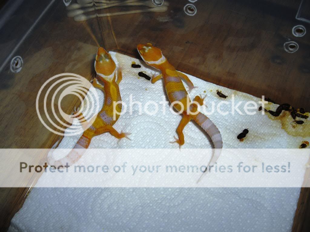 IMGP0234.jpg