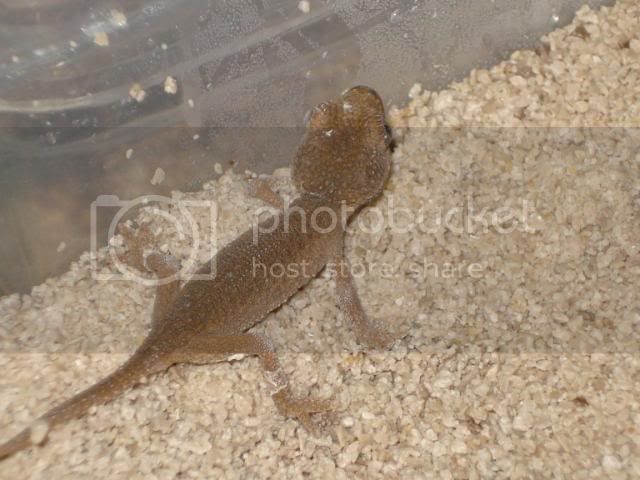 geckoniaenparoedura014.jpg