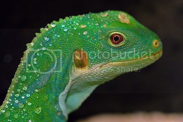 brachylophus_male01.jpg