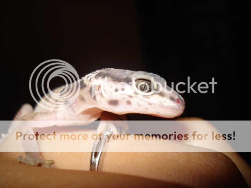 gecko130.jpg