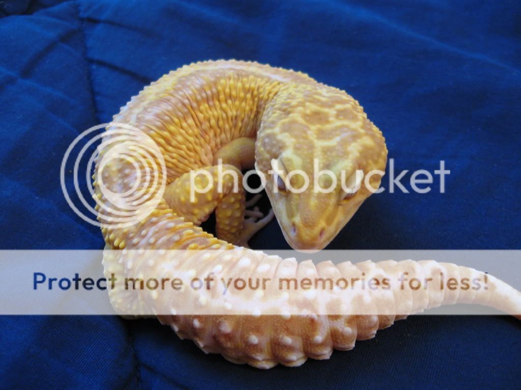 Leopardgeckos178.jpg