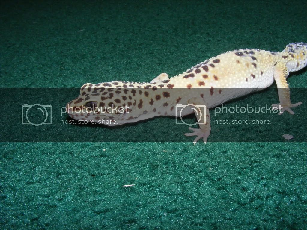 Geckos7-17-08009.jpg