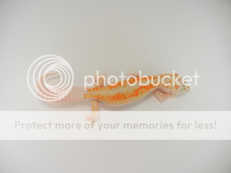 GeckosApril2011337.jpg