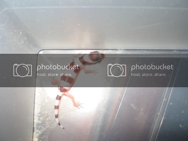 Geckos006.jpg