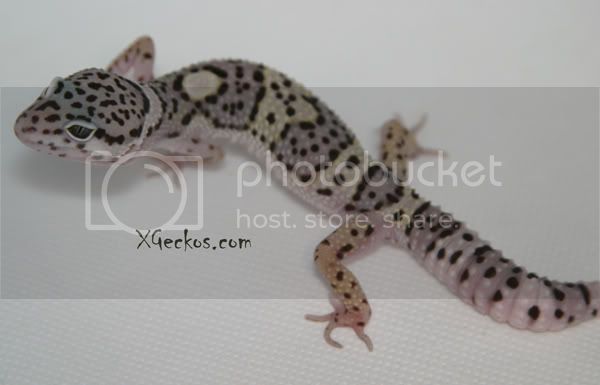 IMG_4428macktug.jpg