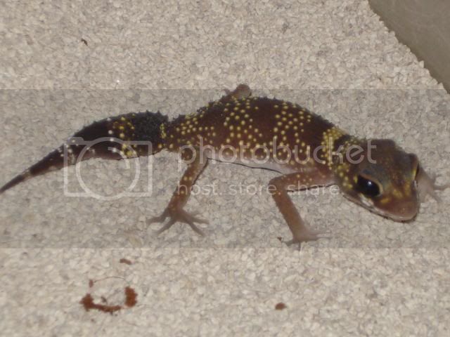 geckoniaenparoedura083.jpg