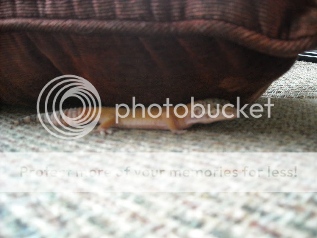 DSCN6907.jpg