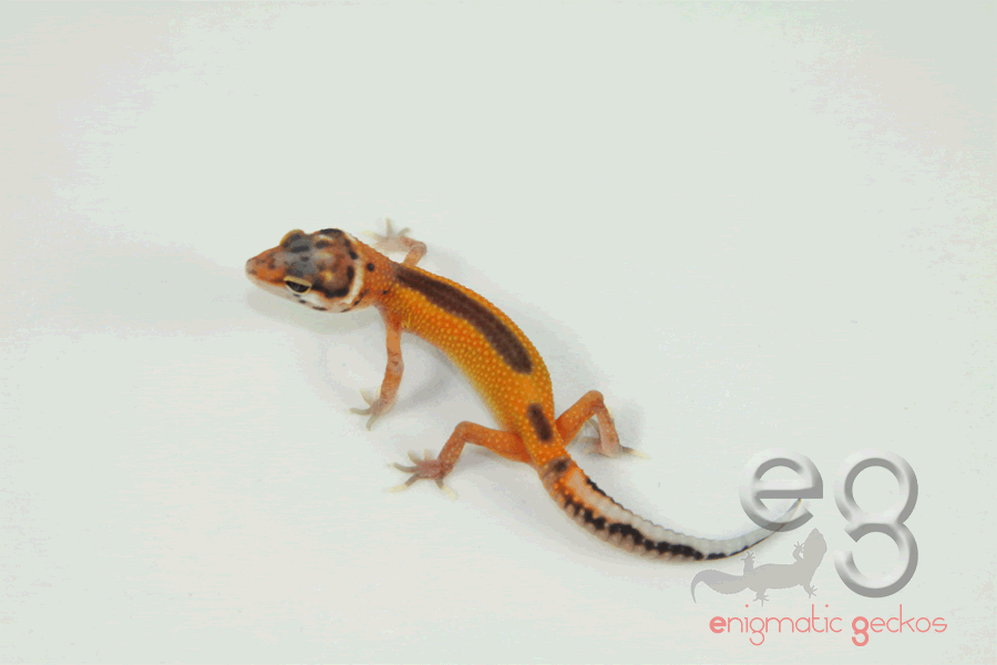 Untitled-7.gif