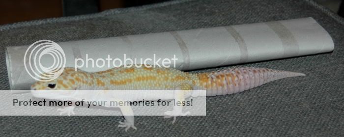 bartsize2.jpg