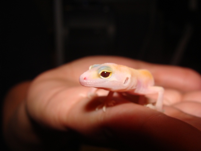 Nova%20%232%20L%20eye.jpg
