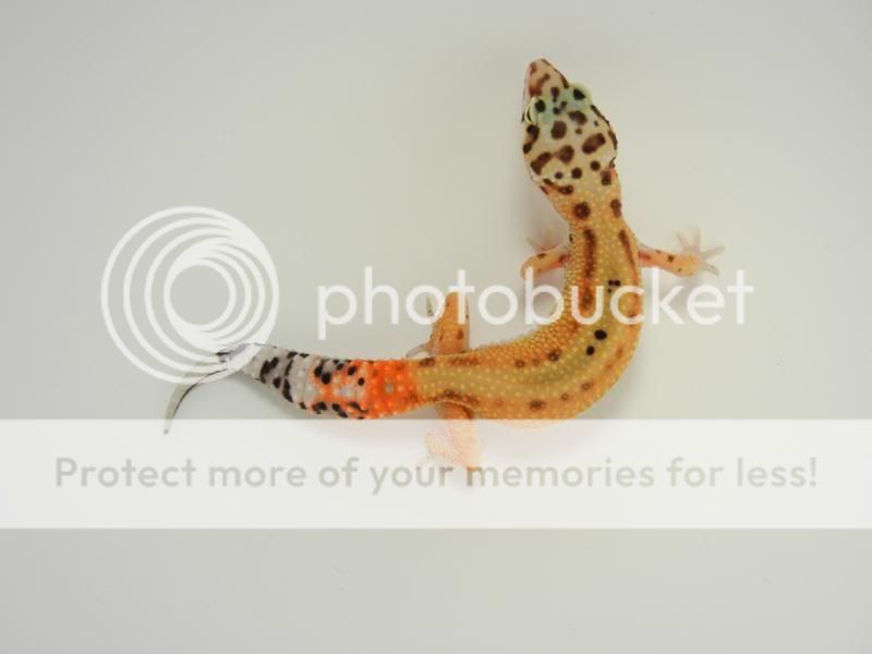 GeckosMay2011127.jpg