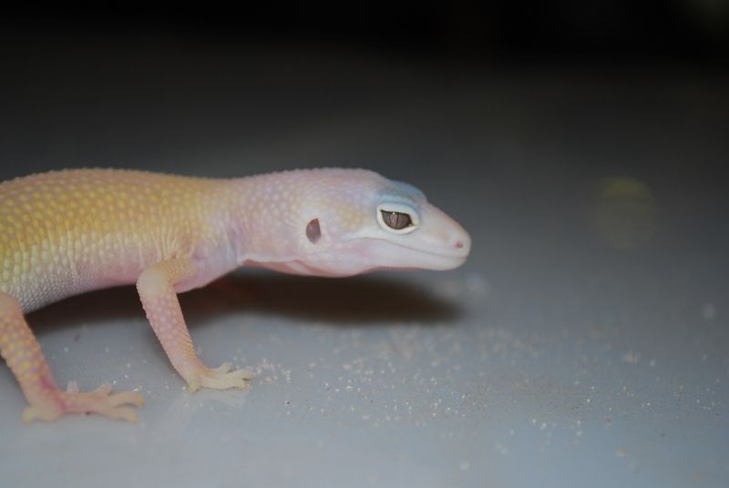 geckos063hi6.jpg