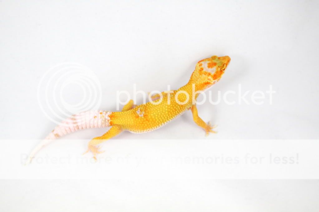 SunglowEnigma27g2.jpg