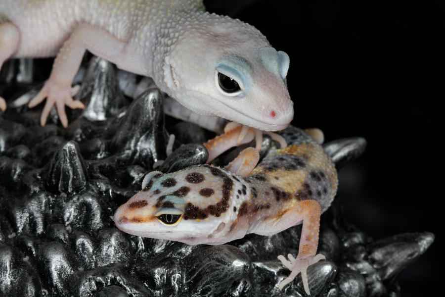 geckos_2_by_mack1time.jpg