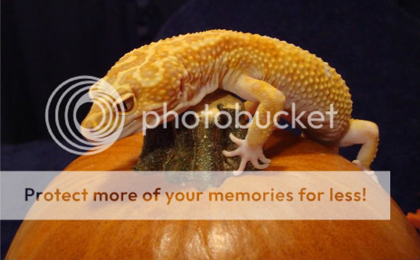 Halloween021-1.jpg
