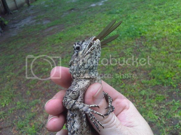 agama02.jpg