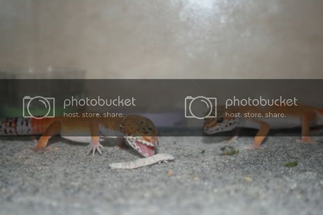 geckos106.jpg