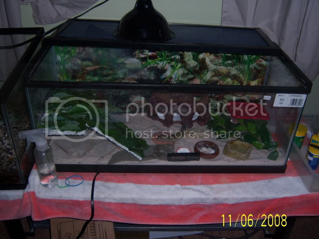 Leopardgecko011.jpg