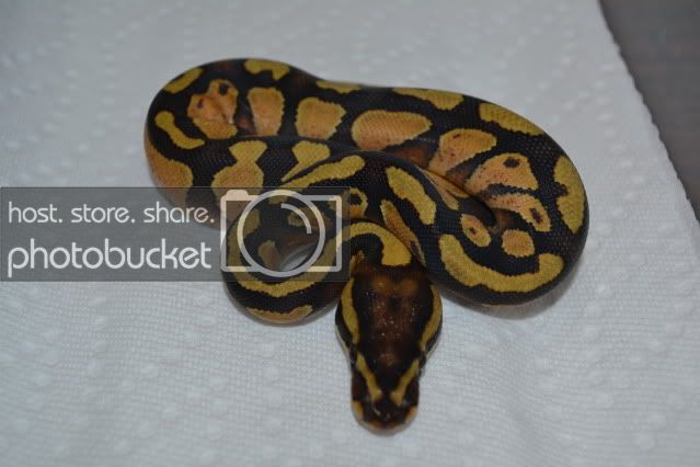 Snake4_zpscfc276ab.jpg