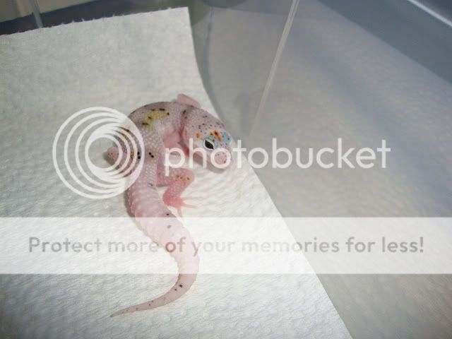 07242011Clutch2MSEhR.jpg