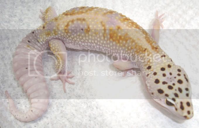 EnigmaF_het_Tremper_Patty.jpg