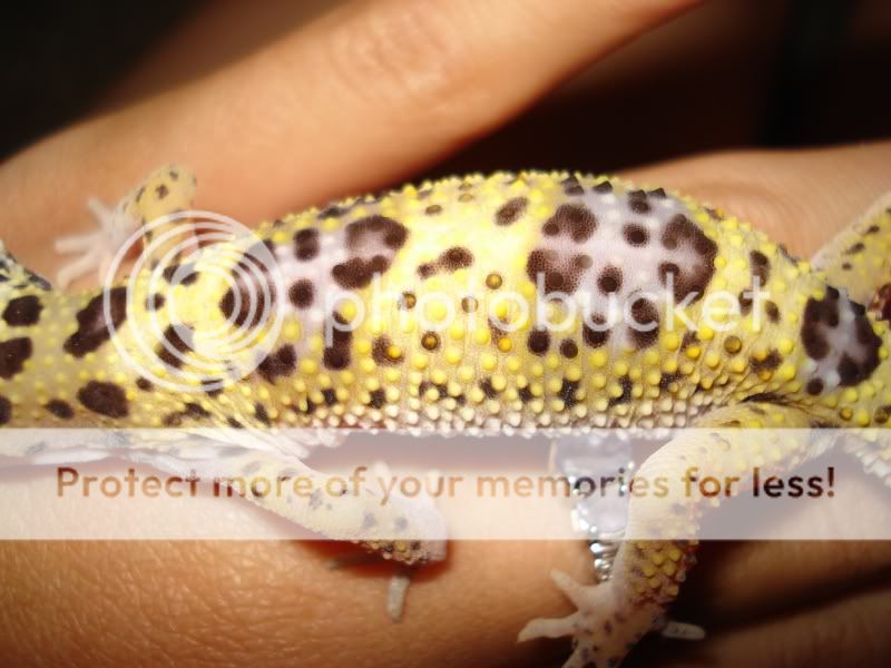 gecko909.jpg