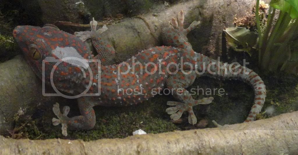 tokay_zpsd162fa4b.jpg