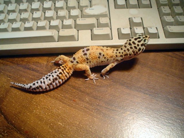 geckojimmy2.jpg