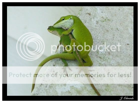 Anoles.jpg