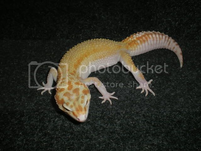 fondogeckos027.jpg