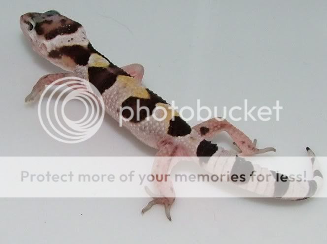 GeckoHatchlings07129.jpg