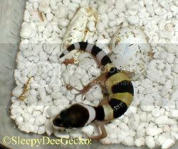 03crdy09_hatch2.jpg
