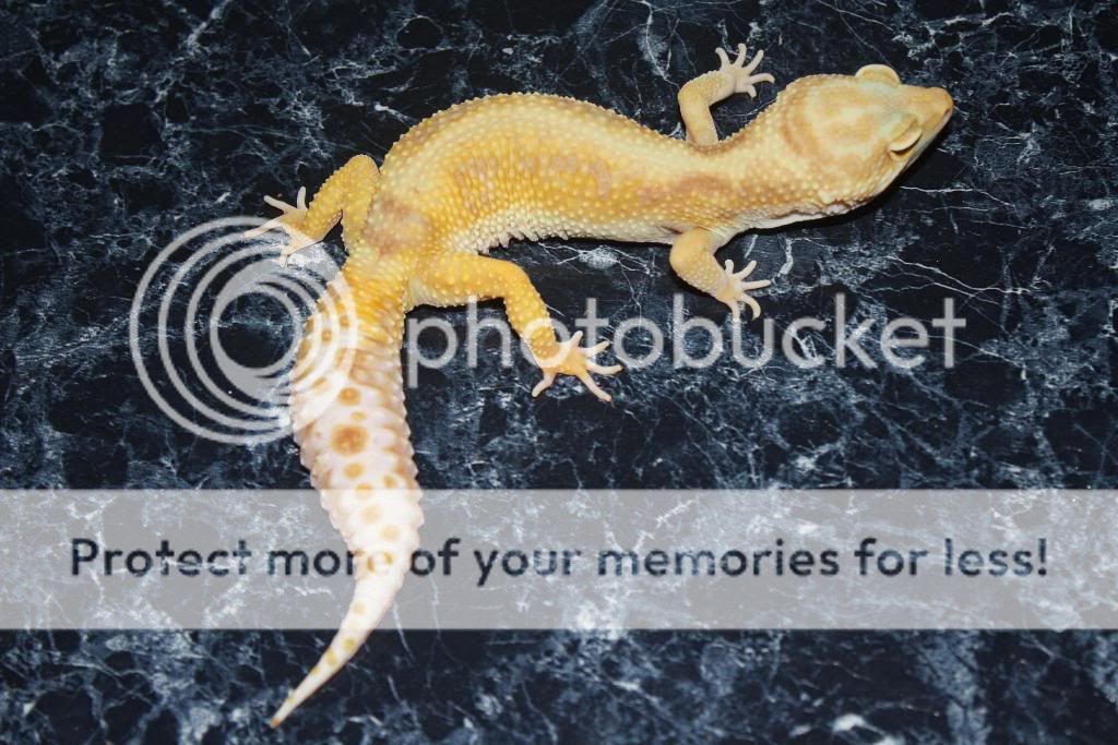 Geckos147.jpg