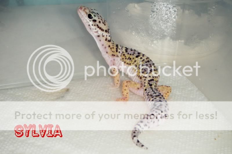 DSCF9617.jpg
