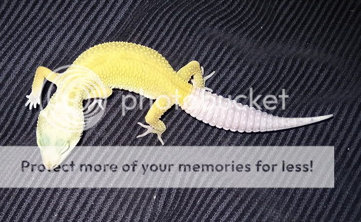 geckos022.jpg