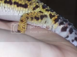 geckos043.jpg