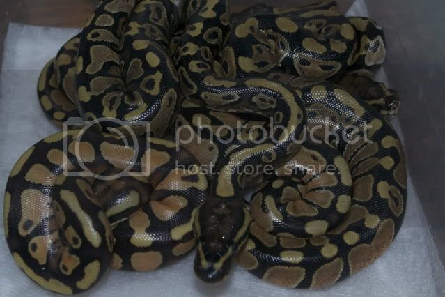 DSC_1264.jpg