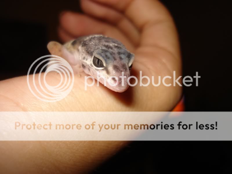 gecko091.jpg