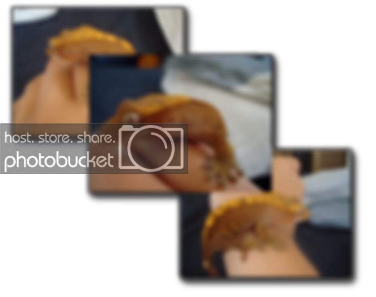 crestgecko.png