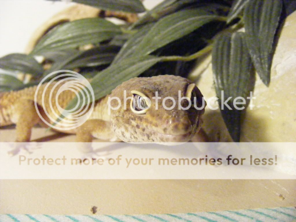geckos013-1.jpg