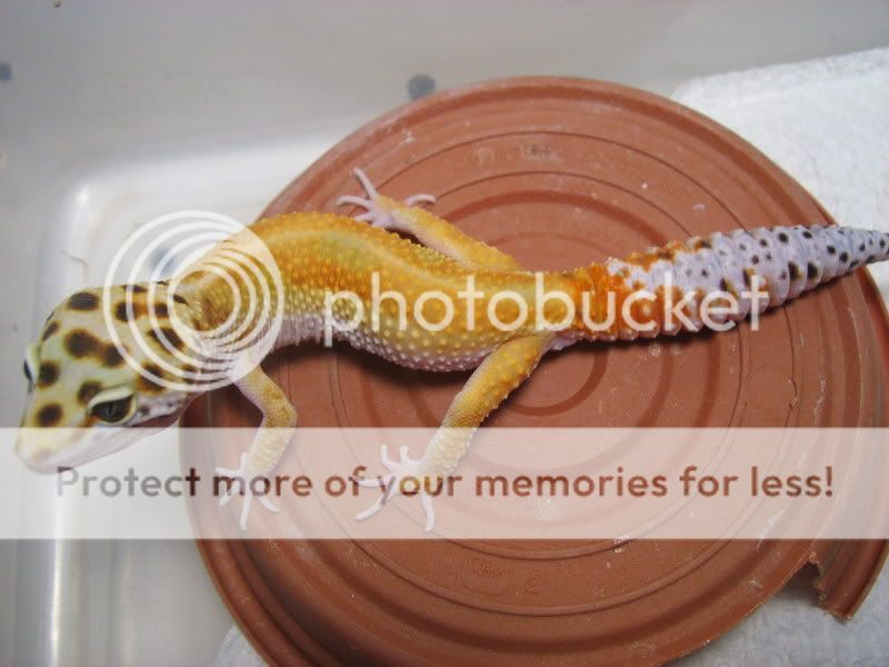 GECKOSATNIGHT007.jpg