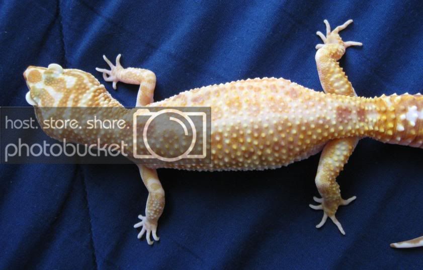 Leopardgeckos166-1.jpg