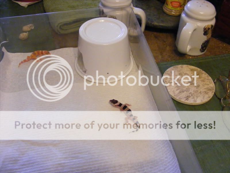 DSCF0005.jpg