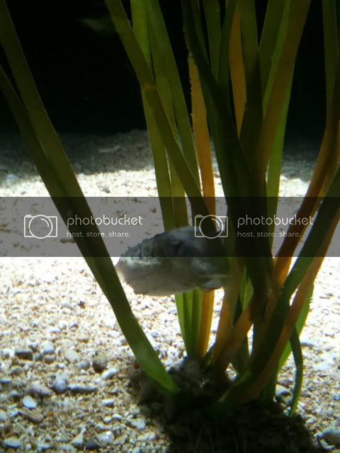 cuttlefish.jpg