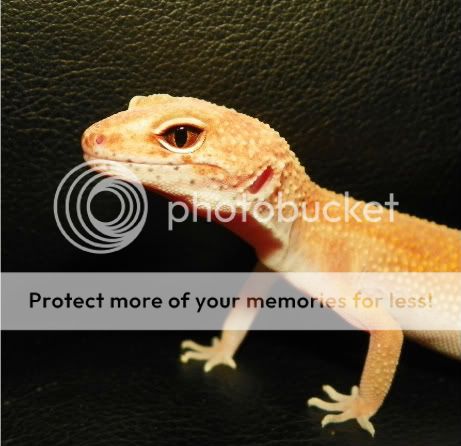 geckos019.jpg