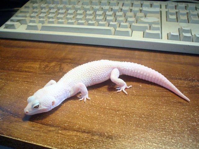 geckobbmale1.jpg