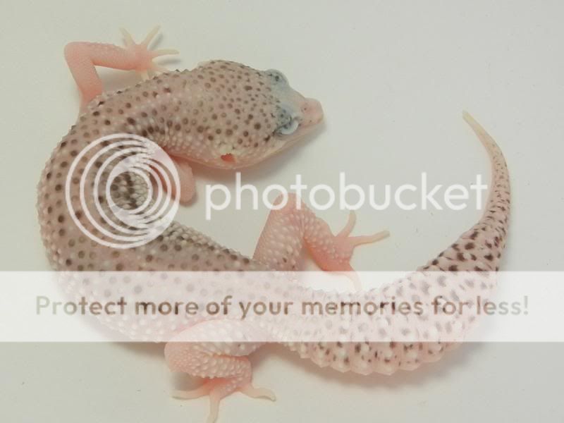 GeckosAugust2011021.jpg